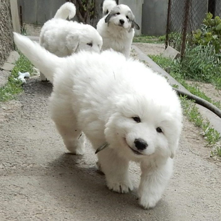 Купить щенка Пиренейской Горной Собаки.
Если фото не загрузилось - перезагрузите сайт! :)