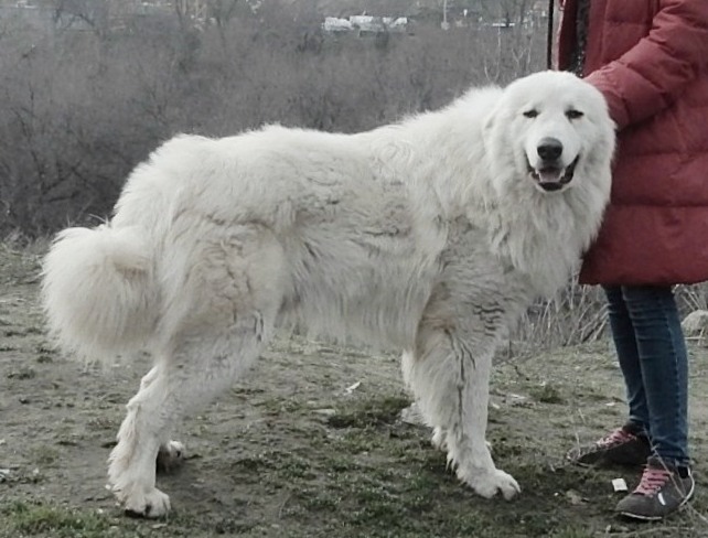 Зуриона Юнкер - пиренейская горная собака