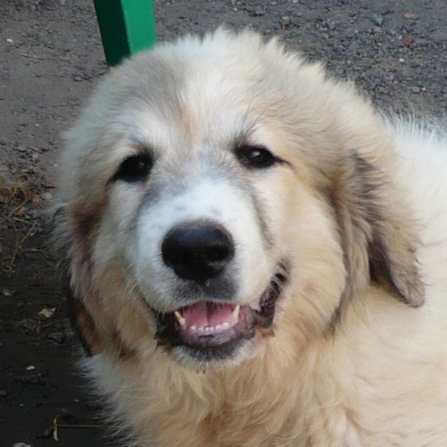 Большая пиренейская горная собака, щенок. Питомник "Зуриона".